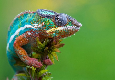 colorful-chameleon