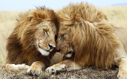 lions-pair