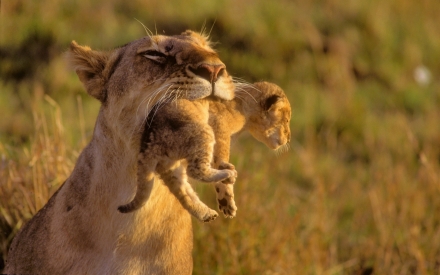 Mother-Lion-And-Baby-Desktop-Wallpaper