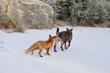 tinni-sniffer-real-life-fox-and-hound-14